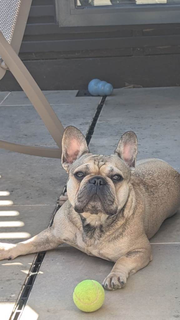 Fawn French Bulldog 3 year neutered Female