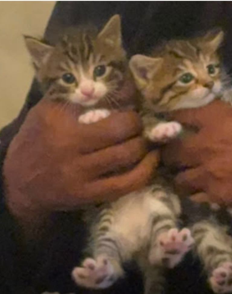 Kitten for sale 6 weeks old 