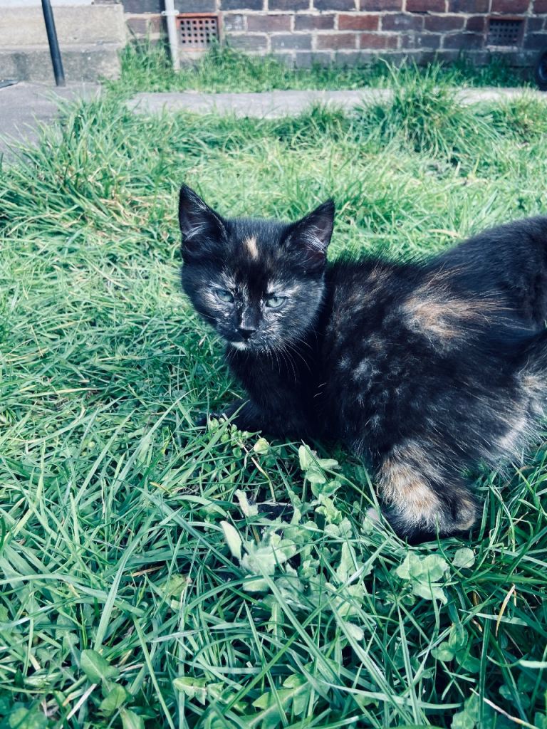 Beautiful ginger & black mix (tortoise shell) girl kitten 