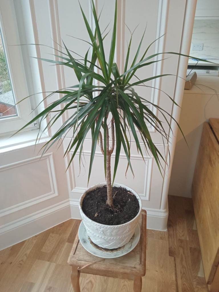 Healthy Dracaena Tree