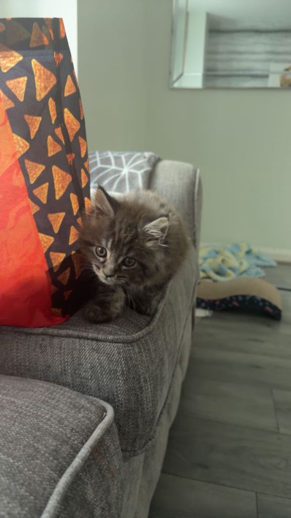 female Maine coon kitten ONE LEFT