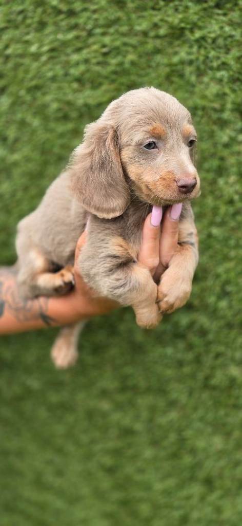 Kc miniature long haired dachshund puppies 
