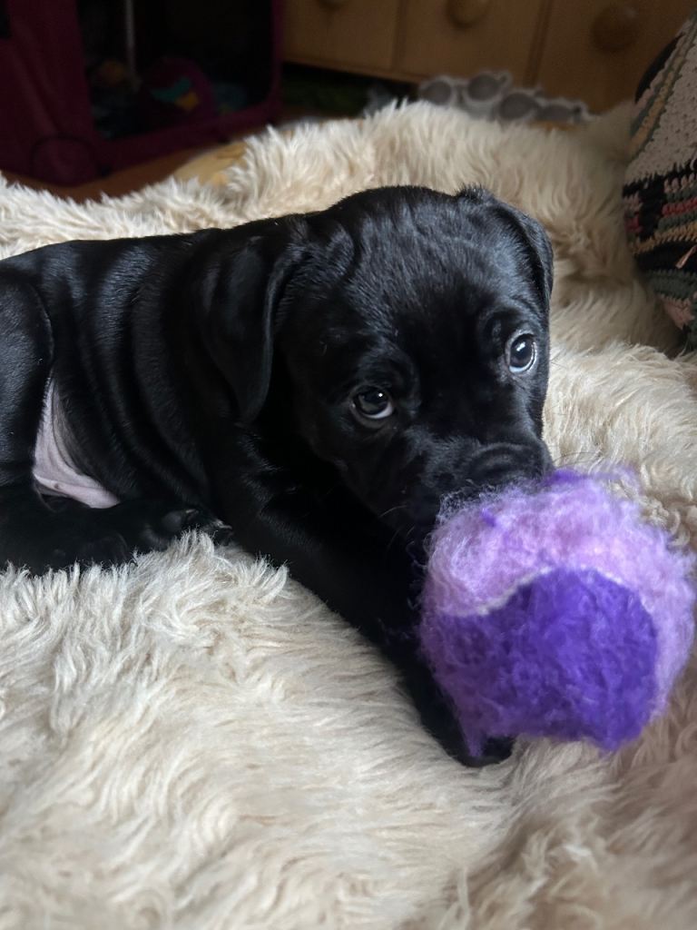 🐶 Staffy × Mastiff Puppies – Family Raised, Loving Homes Needed