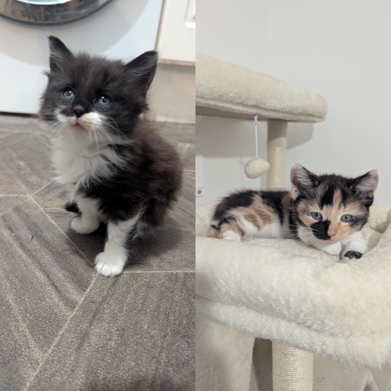 1 Male and 1 Female Kitten for sale in Dagenham