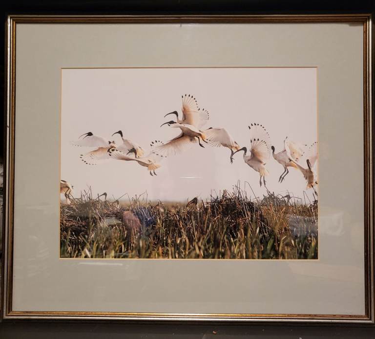 Ibis Birds in flight Print - Frame 50 x 42 cm