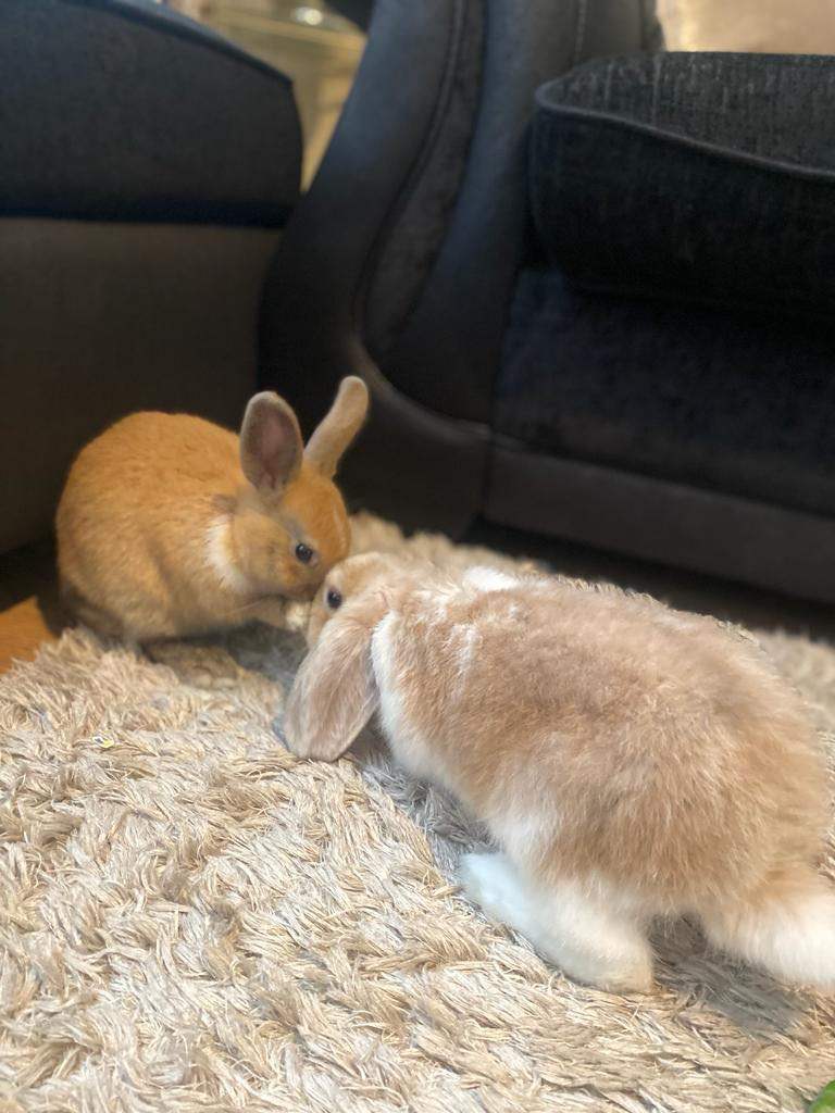 Two Female Rabbits 