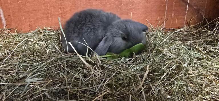 Mini lop 
