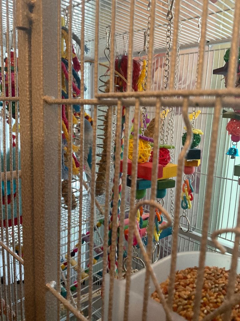 BIRD CAGE WITH 3 GORGEOUS BUDGIES WELL LOOKED AFTER ALWAYS SINGING 