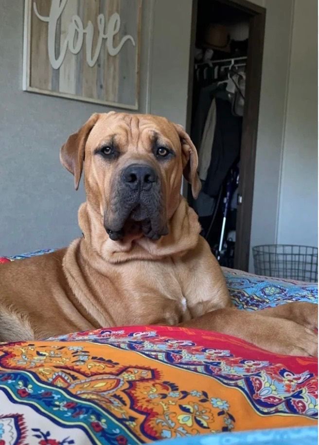 Cane corso / mastiff female