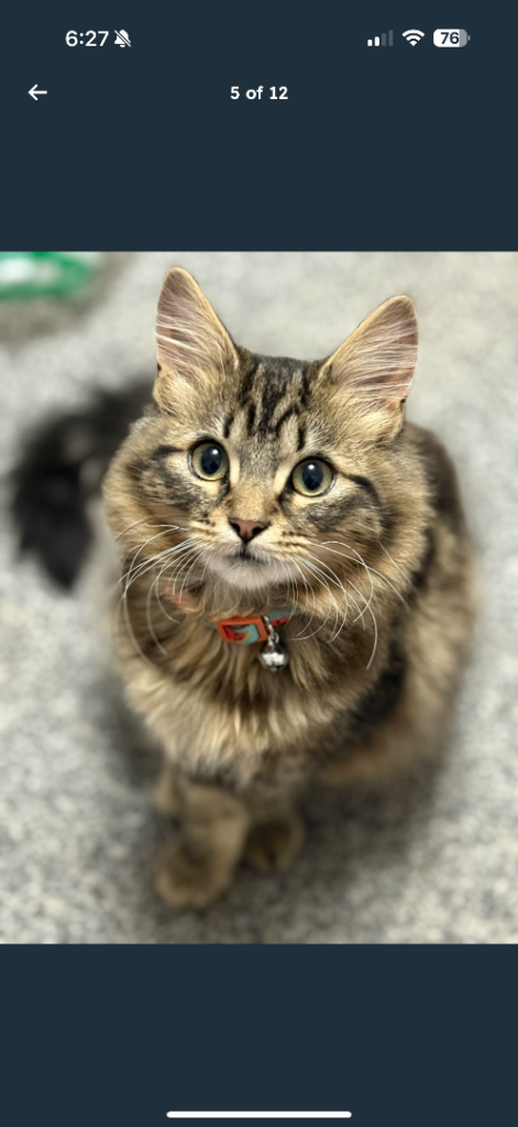 image for Loving kitten available