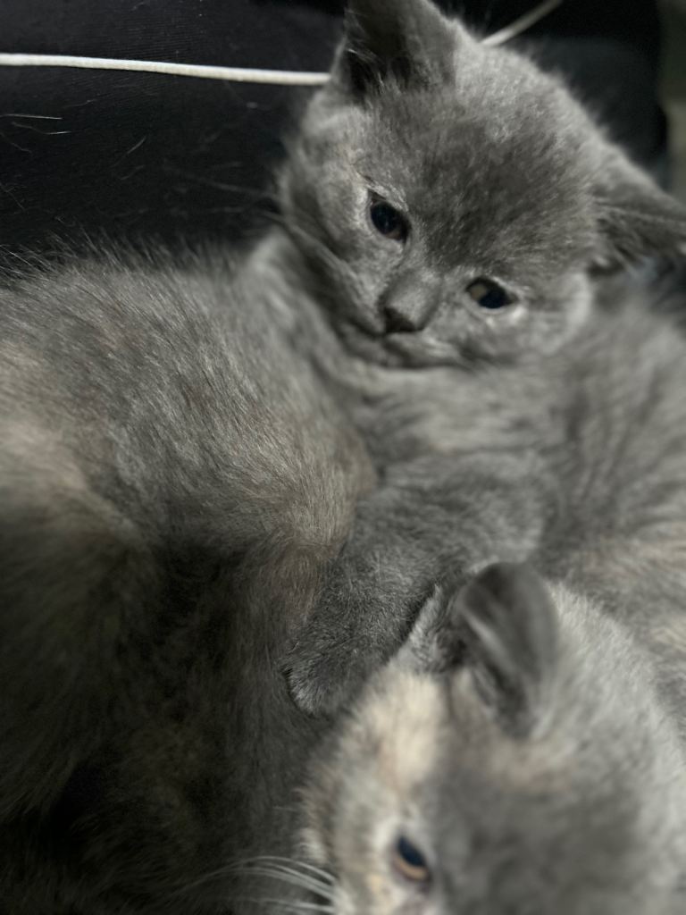 Kittens for sale