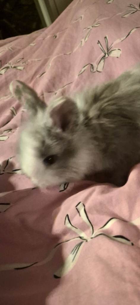 Mini Lionhead angora x mini lop