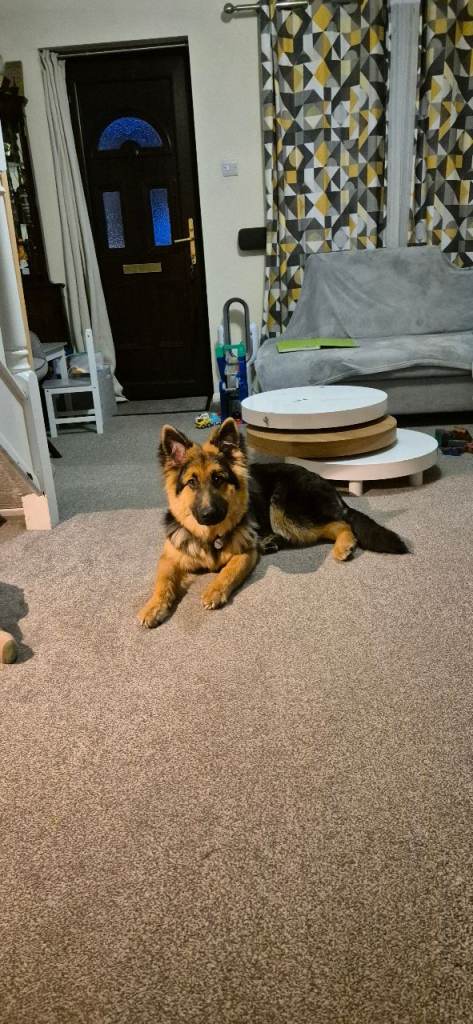 German shepherd male 6 months old