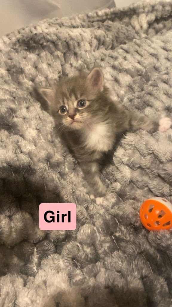 Tabby/Bengal kittens 