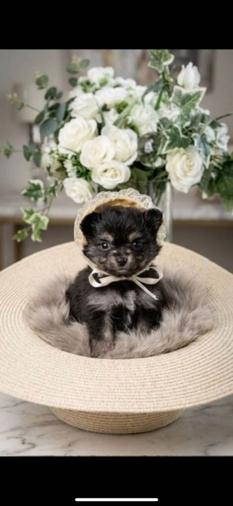 Beautiful tiny puppies 