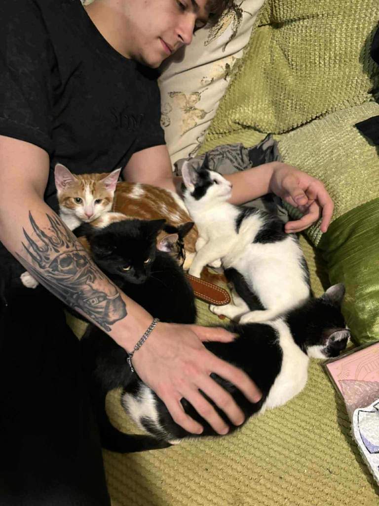 5 mixed beautiful and lovely kittens 