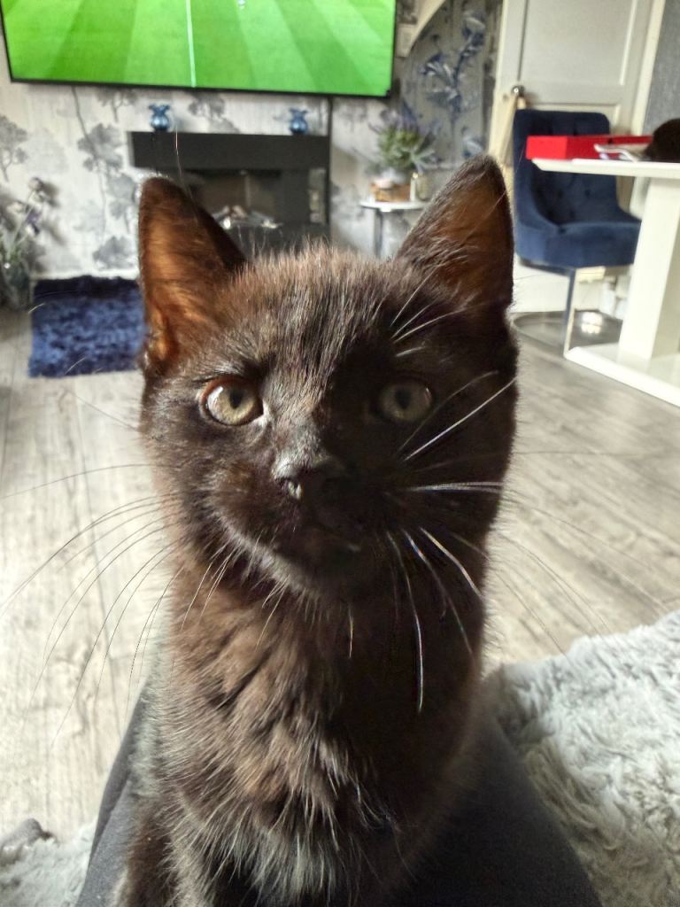 Kitten