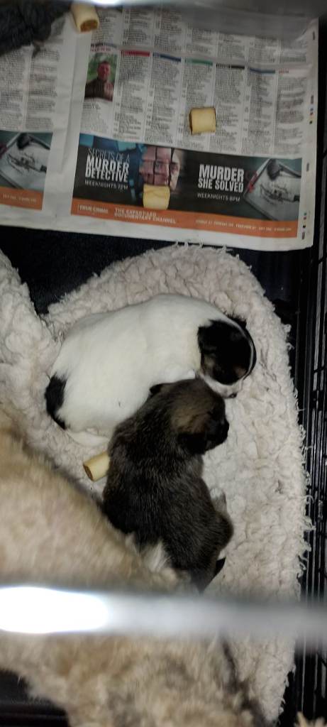 Yorkshire terrier cross chihuahua 