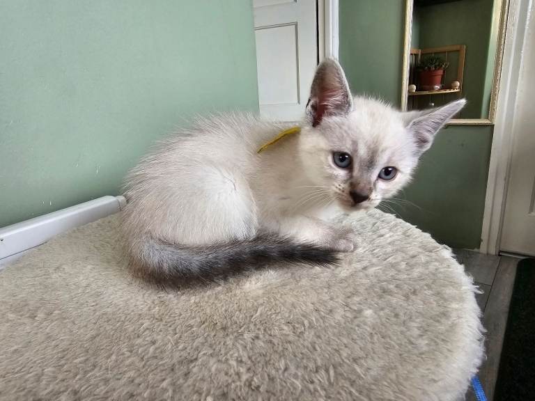 4 Gorgeous Kittens Looking for Loving Forever Homes