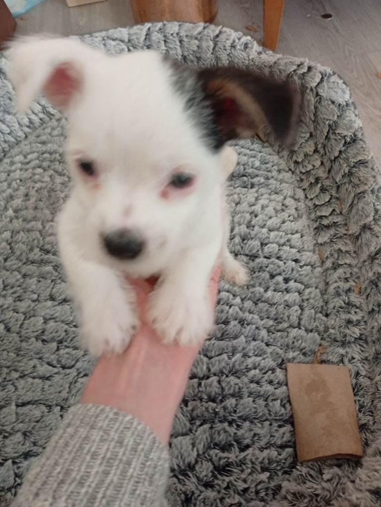 Adorable Chihuahua x Yorkie Puppies (Chorkies) – 8 Weeks Old – Ready Now!