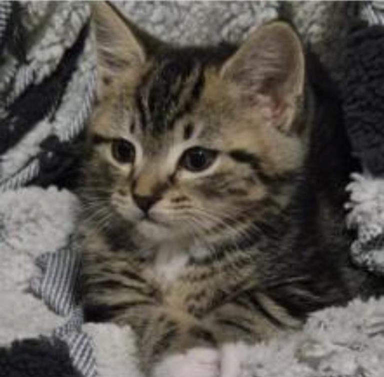 Sweet Mixed-Litter Tabby Kittens Looking for Forever Homes