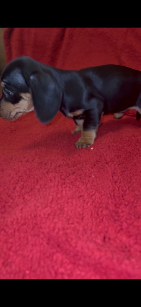 Miniature dachshund 