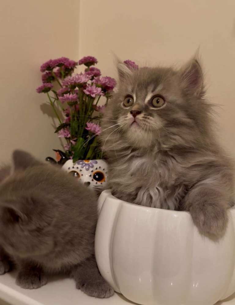 Beautiful British Longhair & Shorthair Kittens