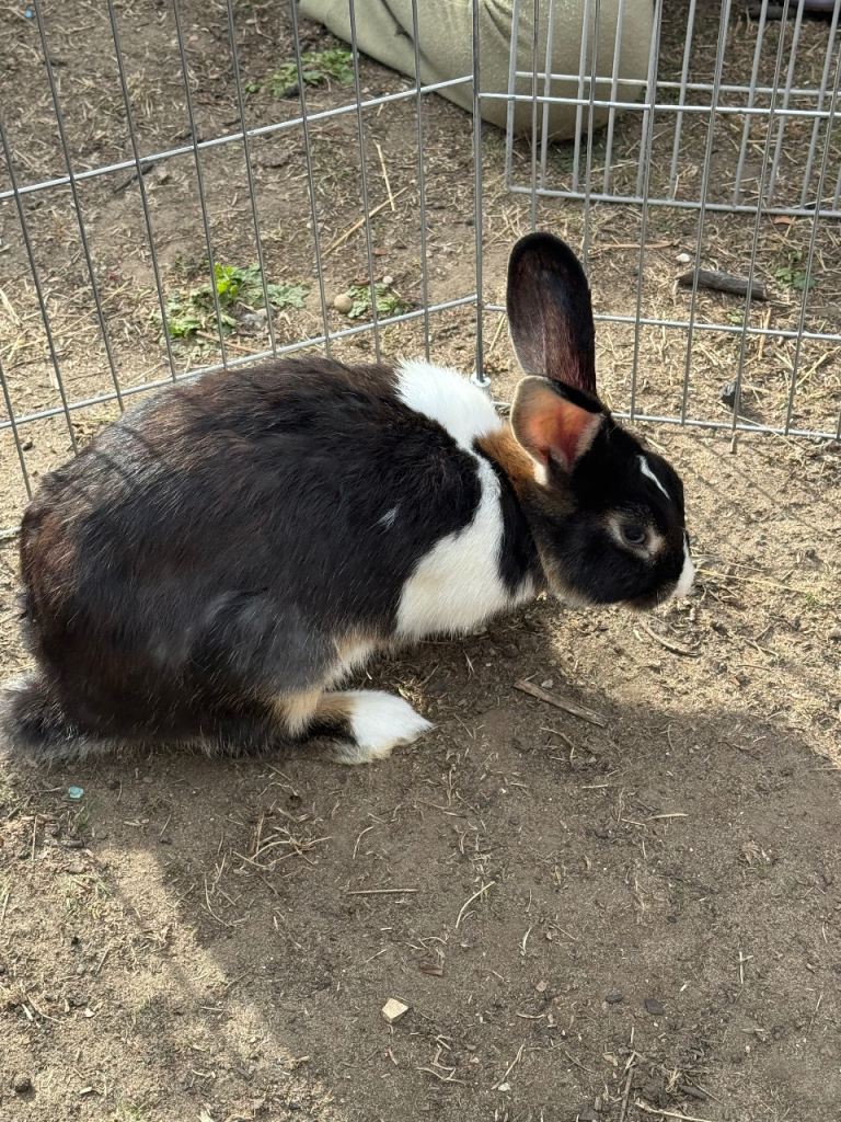 Baby bunny 