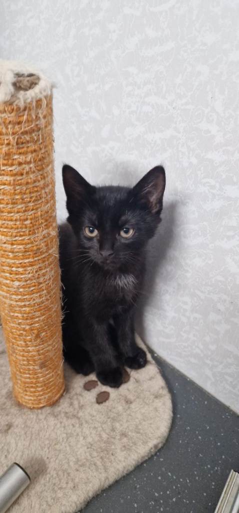 10 week old kittens