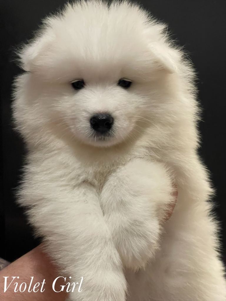 Samoyed Puppies 