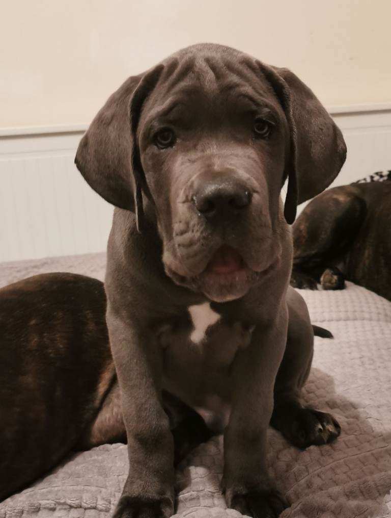 Cane corso 