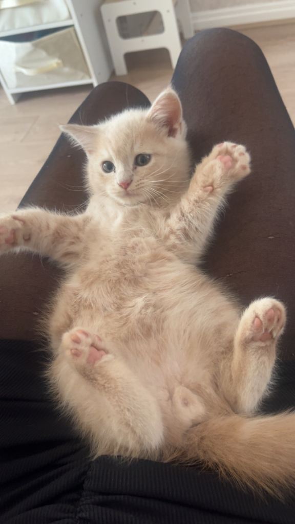 Kitten for sale 
