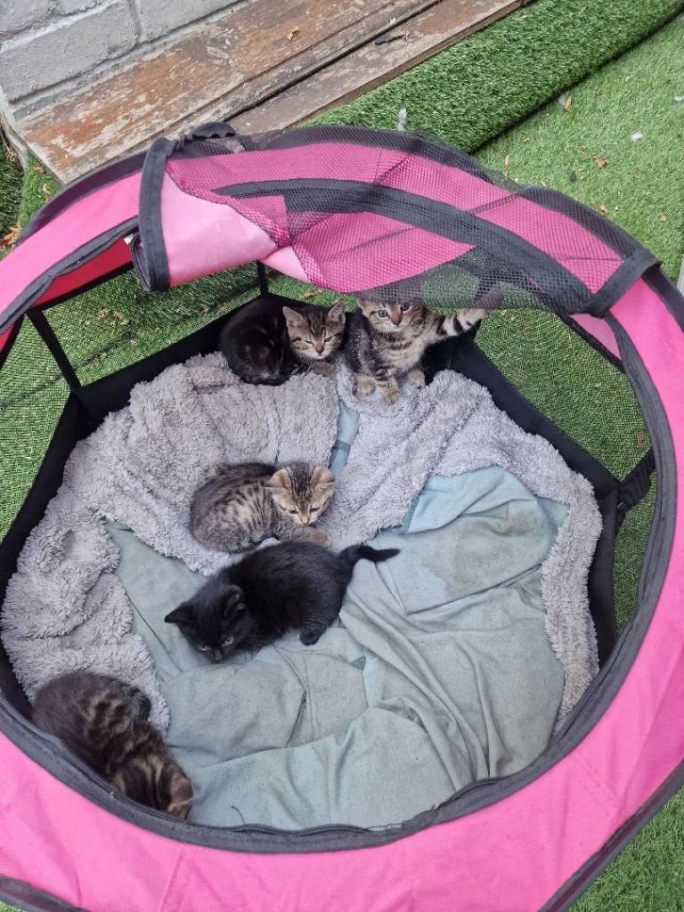 Kitten's 