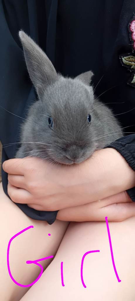 13 week old rabbits