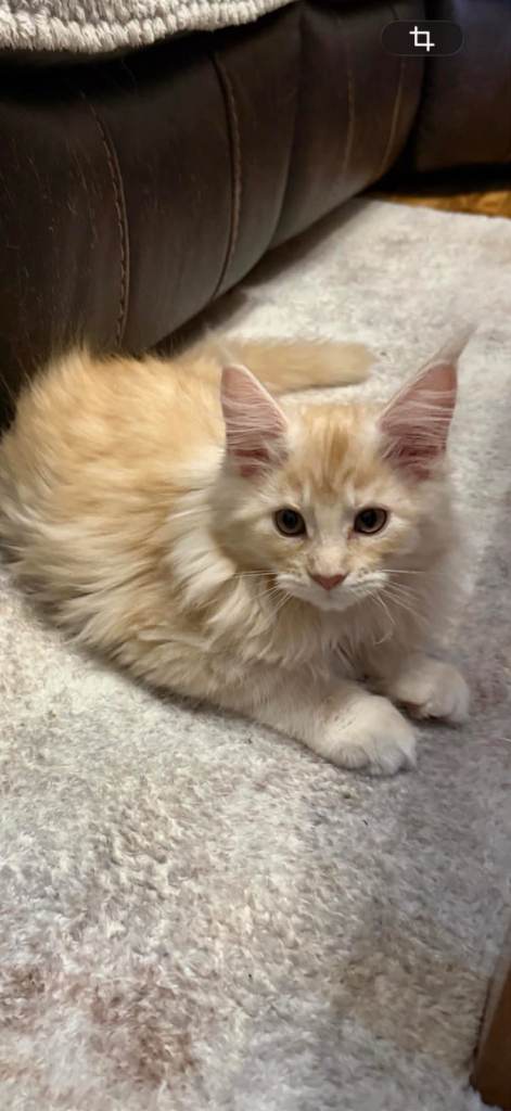 Beautiful Maine Coon Kittens Pedigree Aberdeen 