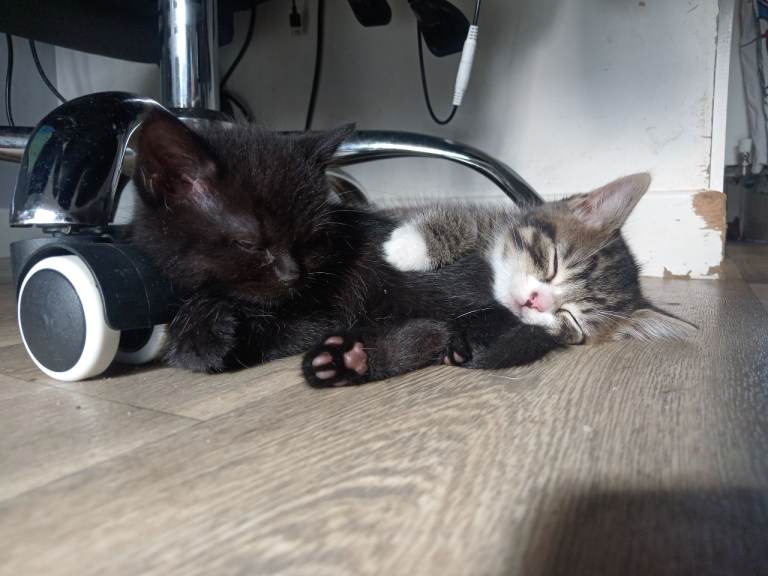 BSH CROSS KITTENS