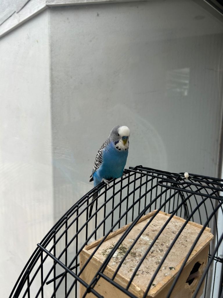 Budgie pair for sale 