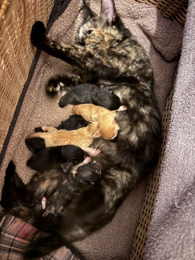 Kittens 