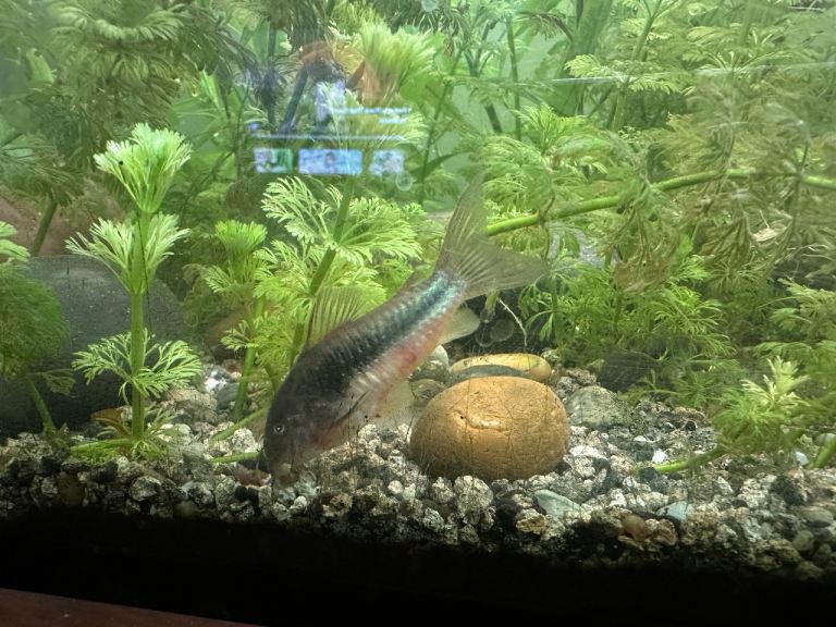 10x Bronze Cory Catfish (Corydoras Aeneus) £1 per fish 