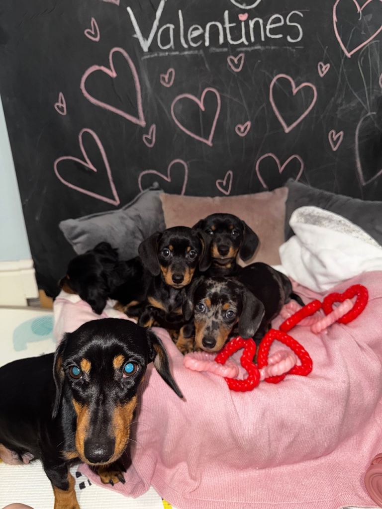 4 miniature Dachshunds 
