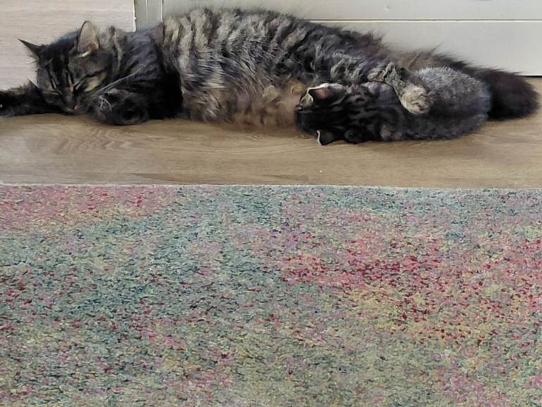 Kittens mum half maine coon