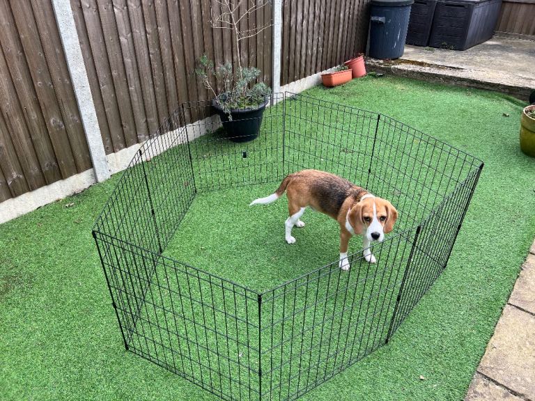 Dog Playpen
