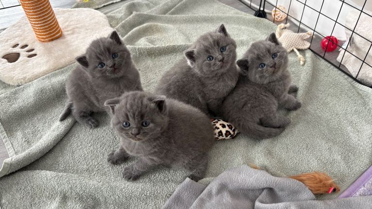 Two Female Grey British Shorthair 