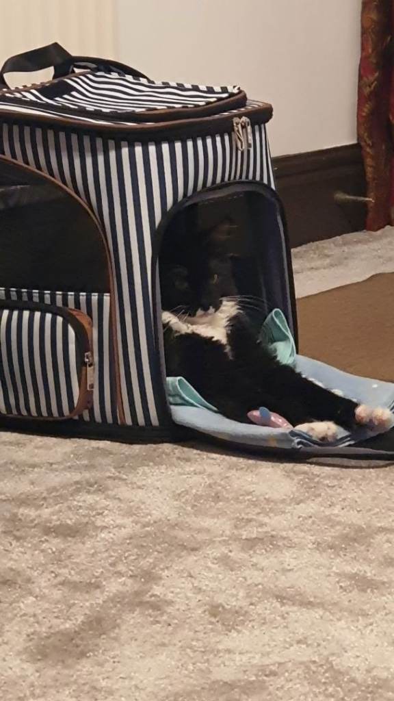 Maine Coon kitten huge boy. Loving home please 