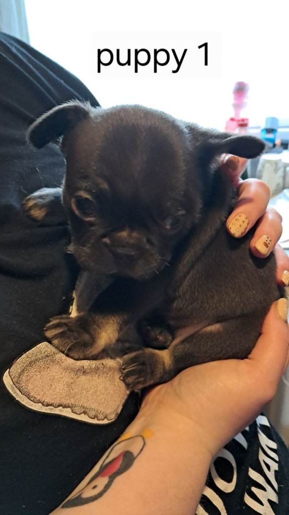 French bulldogs puppies 