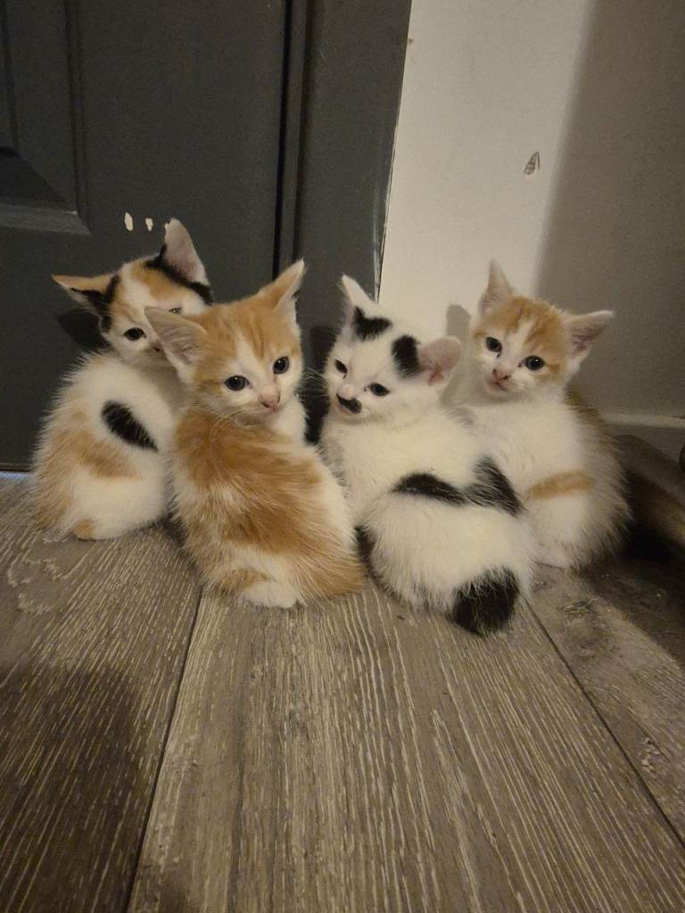 4 sweet kittens for sale 