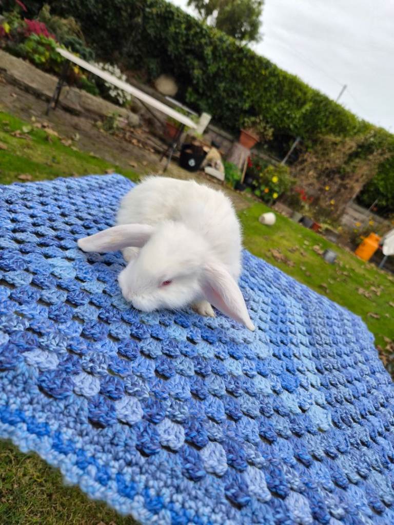 Baby Rabbits - dutch and german lops