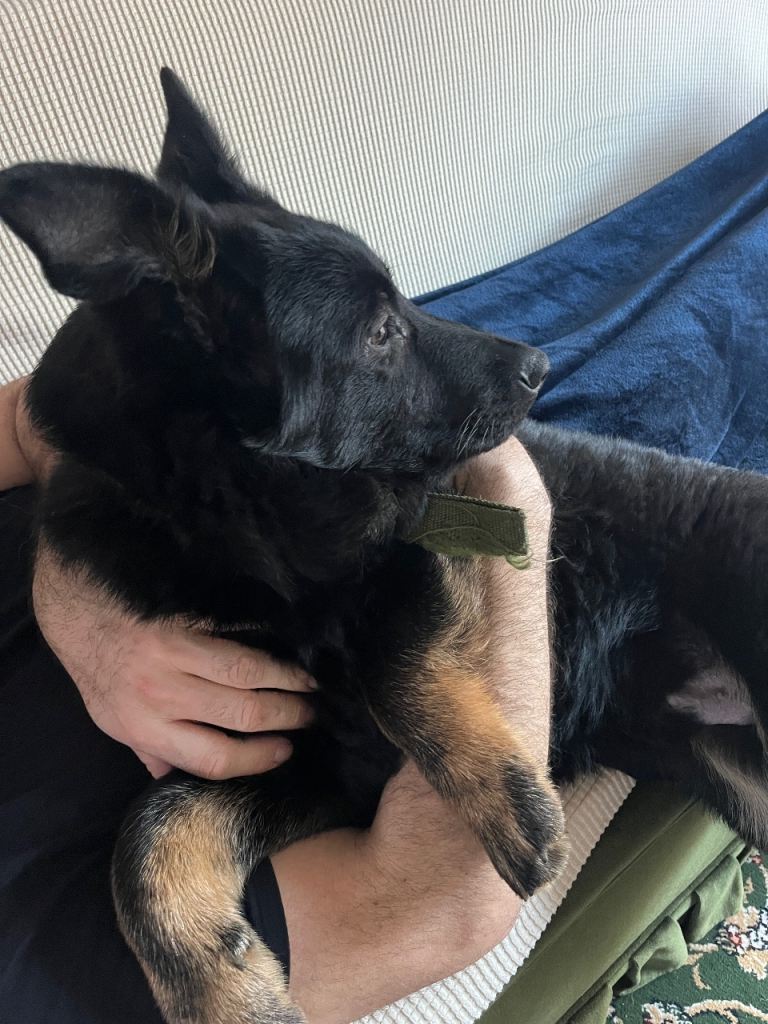 Adorable German Shepherd Puppies For Sale