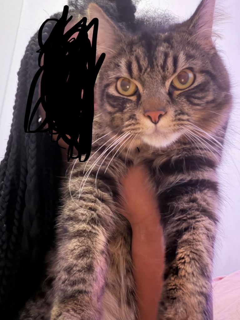 Rehoming my gorgeous fluffy cat please read description 