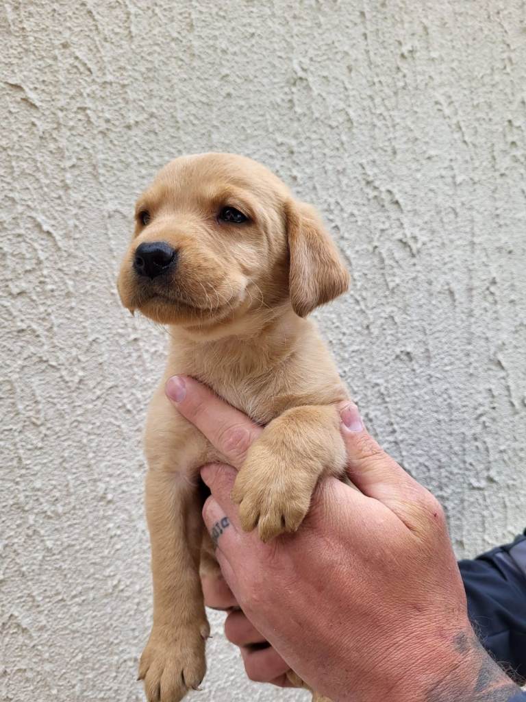 Labrador puppies 